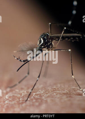 Foto verticale, vettore Aedes aegypti (mosquito da dengue) seduto sulla pelle umana. Vettore della febbre dengue, febbre gialla zika virus chikungunya e. Foto Stock