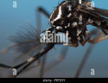 Macro estreme del vettore Aedes aegypti testa (febbre gialla mosquito), le malattie tropicali vettore noto come 'mosquito da dengue' in Brasile. Oggetto fisso. Foto Stock