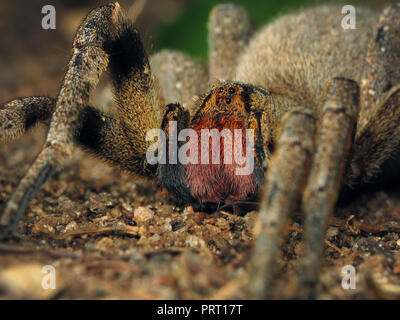 Brasiliano ragno errante (Phoneutria) macro frontale sul terreno, immagine a livello degli occhi che mostra le zanne rosso (chelicerae). Da sud-est del Brasile. Foto Stock