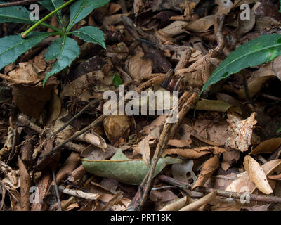 Phoneutria maschio (brasiliano ragno errante / armadeira), ragno velenoso mimetizzata sulla foresta figliata di foglia, dal sud-est del Brasile. Foto Stock