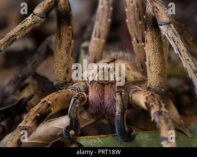 Phoneutria maschio (brasiliano ragno errante / armadeira), ragno velenoso sul suolo della foresta che mostra la faccia di ragno, dal sud-est del Brasile. Foto Stock