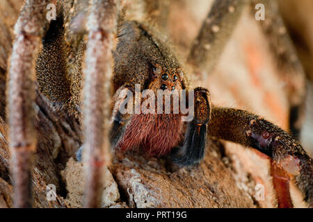 Brasiliano ragno errante (Phoneutria, aranha armadeira) faccia macro che mostra il ragno occhi, ritratto dettagliato. Il ragno velenoso dal Brasile. Foto Stock