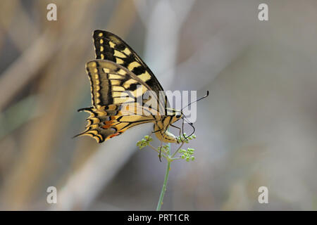 A coda di rondine comune butterfly latino papilio machaon alimentando il finocchio selvatico fiore latino vulgare feniculum o Foeniculum vulgare in estate in Italia Foto Stock