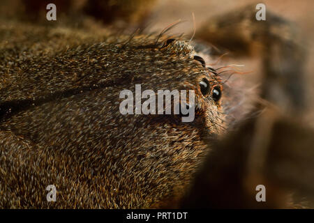 Close-up sugli occhi di un brasiliano girovagando spider (Phoneutria, aranha armadeira), medica e farmaceutical Ctenidae spider specie dal Sud America. Foto Stock