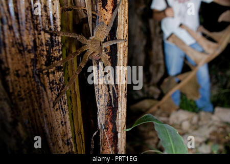 Brasiliano ragno errante (Phoneutria) su una banana palm con una persona in background, ragno responsabile per fatale morso incidenti in Sud America Foto Stock