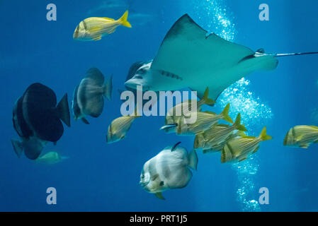 Raggio di aquila chiazzato di giallo porkfish e longfin batfish presso il Georgia Aquarium nel centro di Atlanta, Georgia. (USA) Foto Stock
