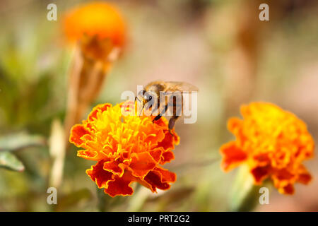 Bee sits on orange flower marigold Foto Stock