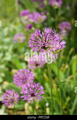 Allium fiore (wild cipolla) Foto Stock