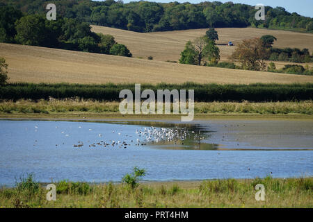 Gli uccelli acquatici sul serbatoio Eyebrook Foto Stock