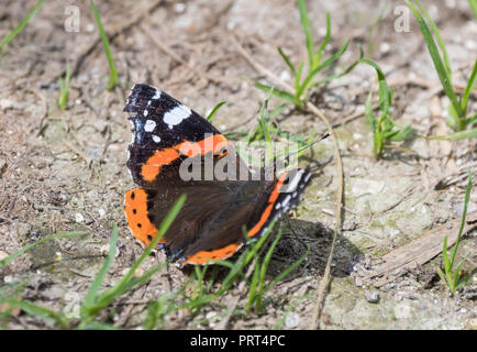Red Admiral butterfly (Vanessa Atalanta, rosso ammirevole) sul terreno in estate nel West Sussex, in Inghilterra, Regno Unito. Foto Stock