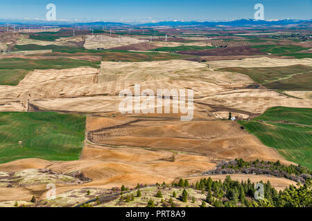 Campi agricoli nel Palouse colline, vista in primavera dal Vertice di Steptoe Butte, Columbia Plateau, vicino Steptoe, Washington, Stati Uniti d'America Foto Stock