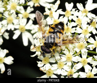 Myathropa florea Hoverfly poggiante su umbellifer fiore. Tipperary, Irlanda Foto Stock