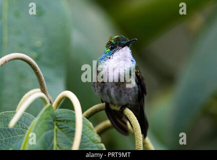 White Chested Palissonatrice Smeraldo Foto Stock