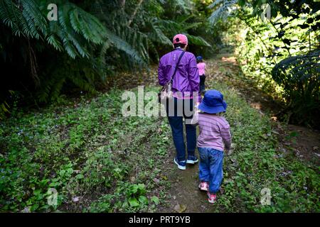 Una madre cammina la sua scuola di età bambini escursioni attraverso una foresta di Palmerston Doongan Wooroonooran National Park, Queensland, Australia Foto Stock