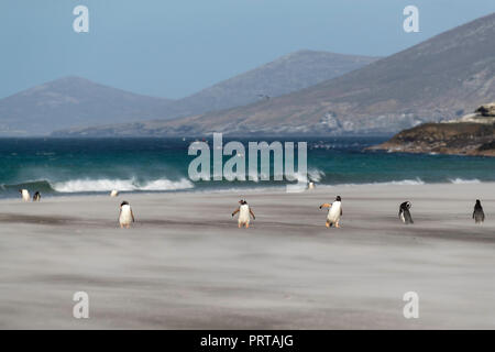 Adulto pinguini di Gentoo, Pygoscelis papua, sulla spiaggia di sabbia di Saunders Island, Falklands Foto Stock