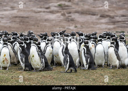 I pinguini di Magellano, Spheniscus magellanicus, allevamento colonia su tela di isola, Falklands Foto Stock