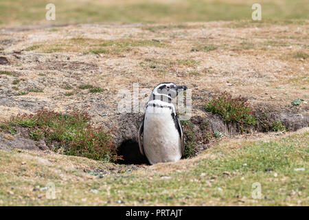 Magellanic penguin, Spheniscus magellanicus, vicino burrow a colonia di allevamento sulla tela di isola, Falklands Foto Stock