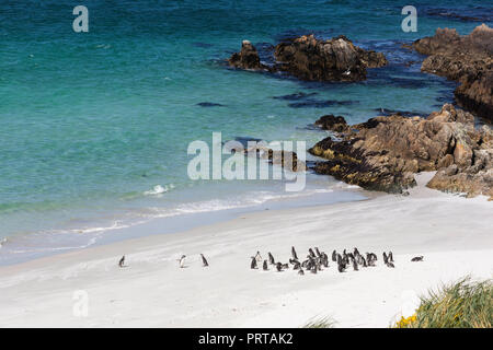 Adulto i pinguini di Magellano, Spheniscus magellanicus, sulla spiaggia di Gypsey Cove, East Island, Falklands