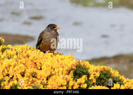 Adulto tordo Falkland, Turdus falklandii falklandii, su gorse in Gypsy Cove, East Island, Falklands Foto Stock