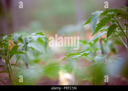 Giovani piante di pomodoro al mattino il fuoco selettivo di ripresa macro con DOF poco profondo Foto Stock