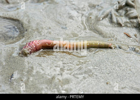 (Sandworm Arenicola marina) seppellimento di sé nella sabbia, mare di Wadden, Schleswig-Holstein, Germania Foto Stock