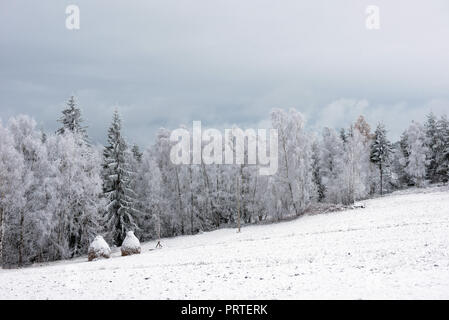 Prima neve nella foresta. Rime e brina che copre la natura, alberi e piante Foto Stock