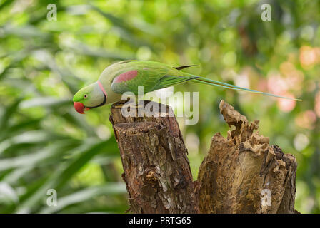Parrocchetto Alessandrino - Psittacula eupatria, bellissimo pappagallo colorato dal sud-est asiatico le foreste e i boschi, Thailandia. Foto Stock