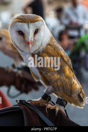 Barn Owl, Tito Alba, detenuto in cattività dal falconiere. Abruzzo, Italia, Europa Foto Stock