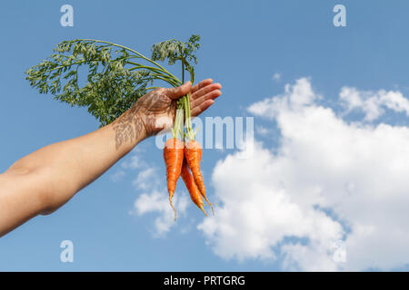 Mano femmina trattiene un mazzetto di carote strappata contro il cielo blu in estate giornata di sole Foto Stock