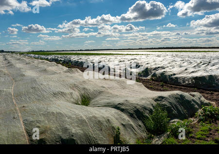 Pastinaca colture sotto il vello, Sutton Heath, Suffolk, Regno Unito. Foto Stock