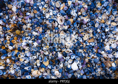 Conchiglie Foto Stock