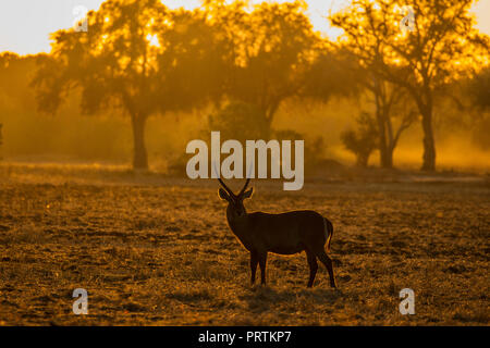 Maschio (Waterbuck Kobus ellipsiprymnus), Mana Pools, Zimbabwe Foto Stock