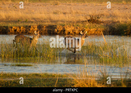 Waterbuck (Kobus ellipsiprymnus), Mana Pools, Zimbabwe Foto Stock