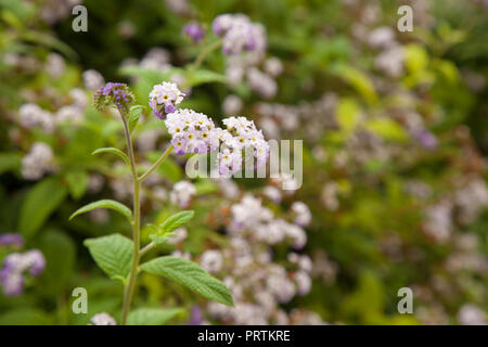 Fioritura lilla pallido eliotropio naturale sfondo floreale Foto Stock