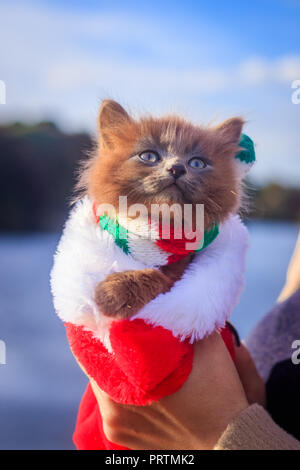 Piccolo gattino su una passeggiata con un colore sciarpa e cappello di Natale. Il gattino è a piedi. Il Pet. Autunno foto con un animale. Fluffy smoky gatto con un taglio di capelli Foto Stock