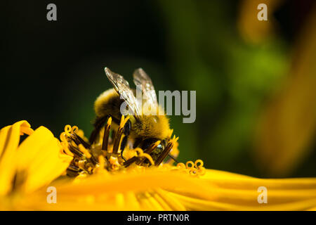 Bumblebee sul fiore Ligularia dentata orthello. Profondità di campo. Foto Stock