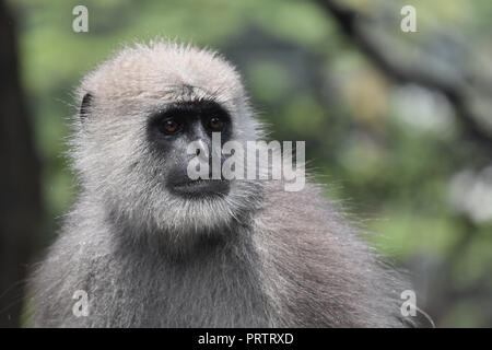 Close up di un langur grigio. Foto Stock