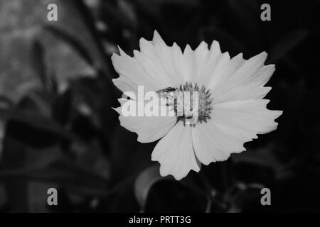 Coreopsis lanceolata fiore con una mosca seduto al centro. Foto Stock