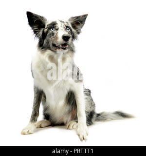 Border Collie seduto in uno sfondo bianco Foto Stock