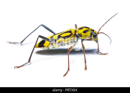 Un bambù tiger longicorn beetle isolati su sfondo bianco. Foto Stock