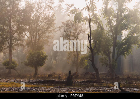 Una mandria di cervi pascolare tra gli alberi nel bellissimo rajaji India parco nazionale. Alimentatore del pasto per cervi nella foresta ceca. raggi del sole passante di rottura Foto Stock