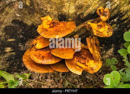 Polypores aka funghi mensola o ripiano funghi, crescente sul ceppo di albero, Abete rosso sentiero natura, Hoh Rain Forest, il Parco Nazionale di Olympic, nello stato di Washington, USA Foto Stock