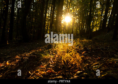 Sun spiata attraverso gli alberi durante l ora d'oro Foto Stock