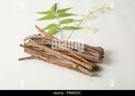 Indian Neem bastoni di legno con neem fiori utilizzati come spazzolino da denti. Isolato su sfondo bianco Foto Stock