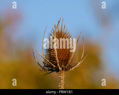 - Teasel Dipsacus fullonum la sera sun Foto Stock