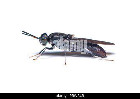 Il soldato nero fly, è un comune e diffuso fly della famiglia Stratiomyidae. Le larve e adulti sono considerati né parassiti, né i vettori. Foto Stock