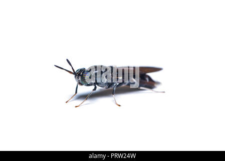 Il soldato nero fly, è un comune e diffuso fly della famiglia Stratiomyidae. Le larve e adulti sono considerati né parassiti, né i vettori. Foto Stock