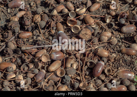 Composizione di ghiande sul terreno nella foresta di autunno Foto Stock