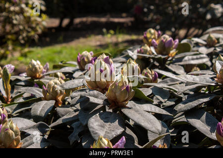 Green bud si apre in primavera per rivelare i fiori della pianta di Rododendro Foto Stock