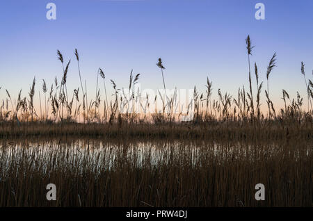 Alti giunchi marrone (giunchi) nei pressi del lago in un tramonto. Scena tranquilla. Primavera la natura. Foto Stock